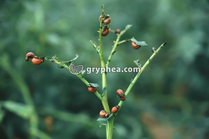 Doryphores - Larves parasitant un plant de pomme de terre (Leptinotarsa decemlineata)  - gryphea.org